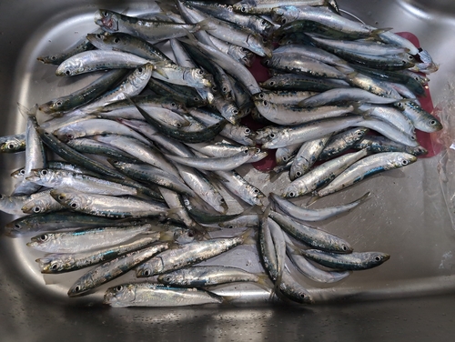 イワシの釣果