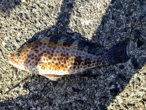 オオモンハタの釣果