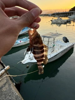 アオハタの釣果