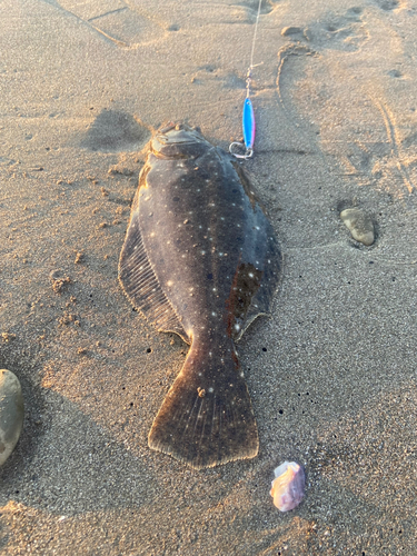 ヒラメの釣果