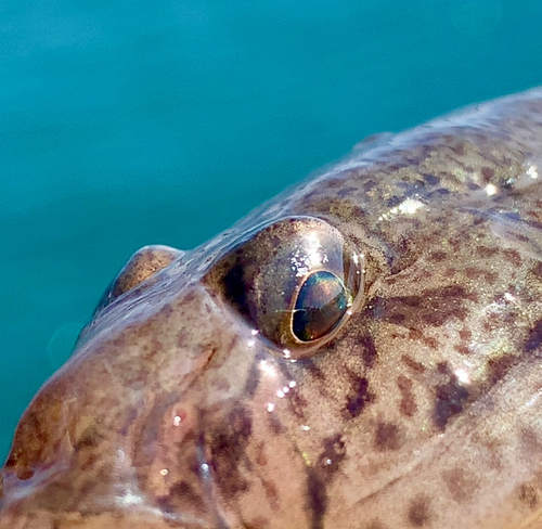 マハゼの釣果