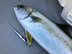 タイの釣果