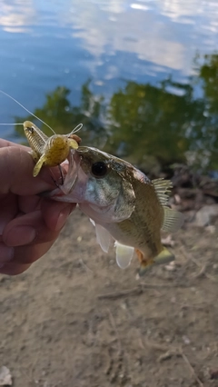 ラージマウスバスの釣果