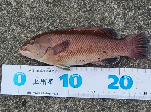 コブダイの釣果