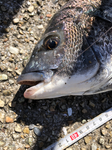 クロダイの釣果