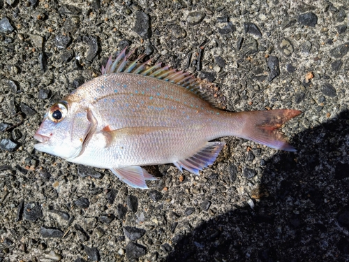 マダイの釣果