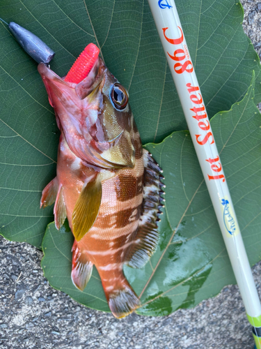 アカハタの釣果