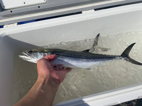 サゴシの釣果