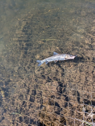 ニゴイの釣果