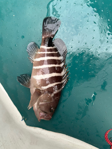 マハタの釣果