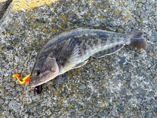 アイナメの釣果