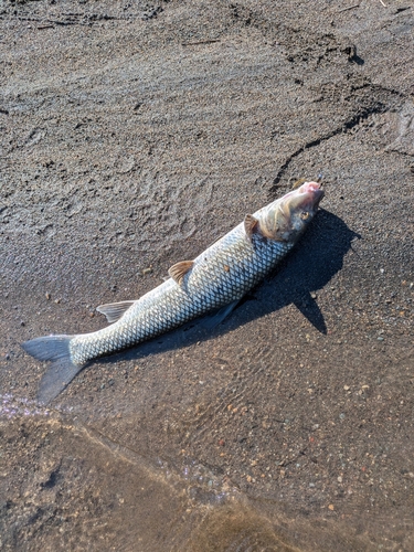 ニゴイの釣果