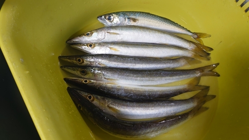 カマスの釣果