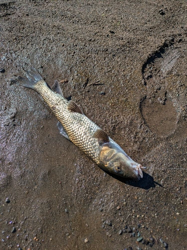 ニゴイの釣果