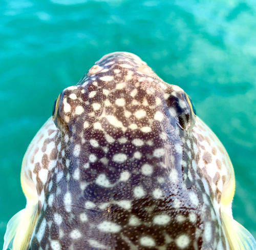 フグの釣果