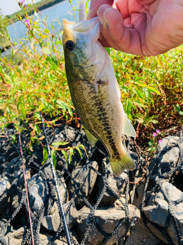 ラージマウスバスの釣果