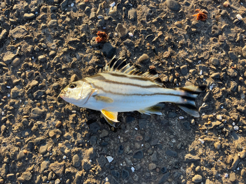 コトヒキの釣果