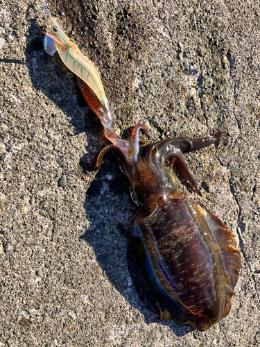 アオリイカの釣果