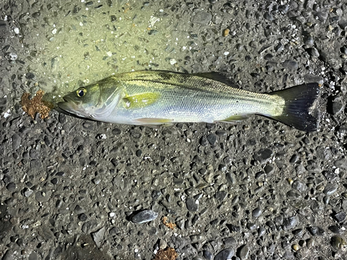 セイゴ（マルスズキ）の釣果