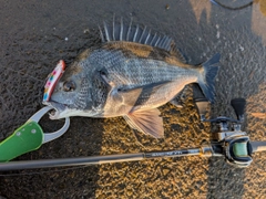 クロダイの釣果