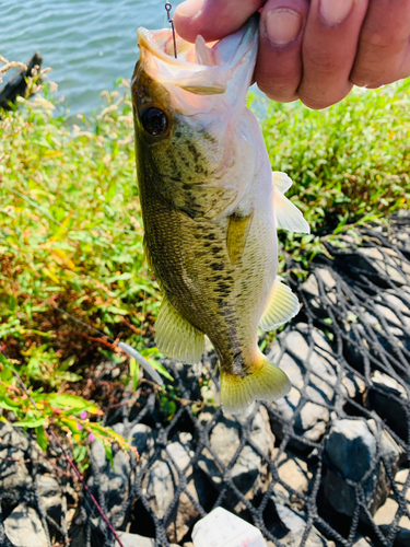 ラージマウスバスの釣果