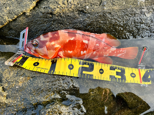 アカハタの釣果