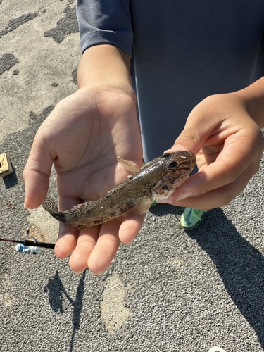 マハゼの釣果