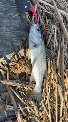 セイゴ（マルスズキ）の釣果