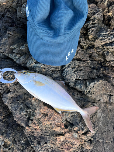 ショゴの釣果