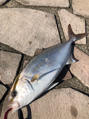 カンパチの釣果