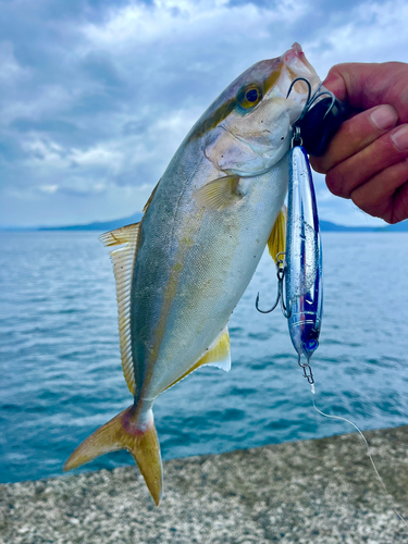 ネリゴの釣果