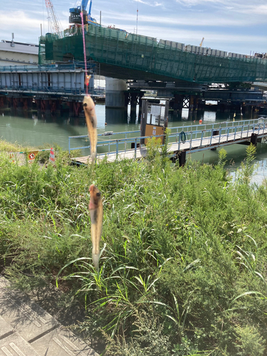 マハゼの釣果