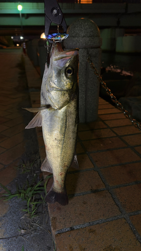 セイゴ（マルスズキ）の釣果