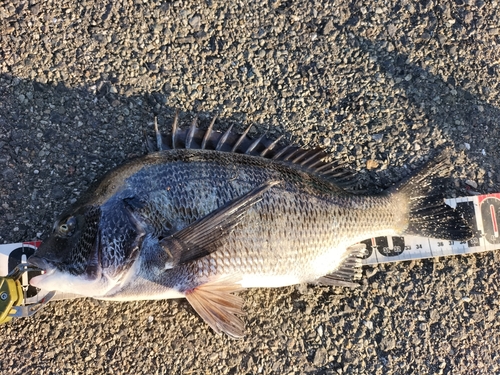 チヌの釣果