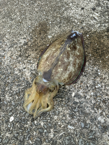 コウイカの釣果