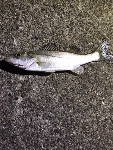 セイゴ（マルスズキ）の釣果