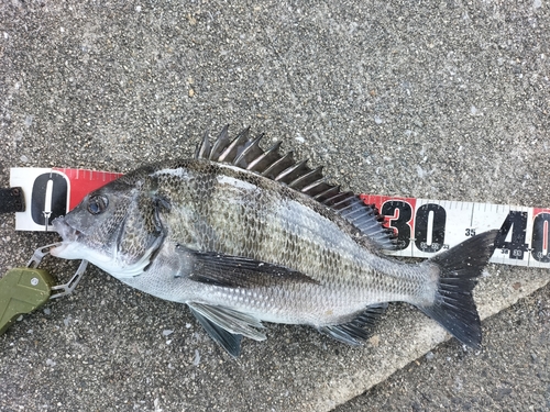 チヌの釣果