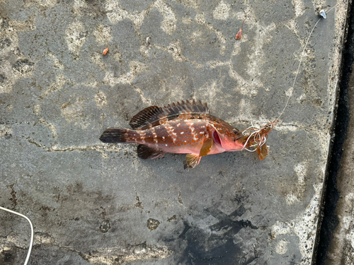 キジハタの釣果