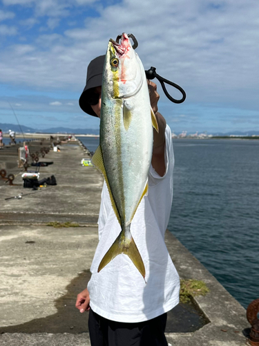 ツバスの釣果