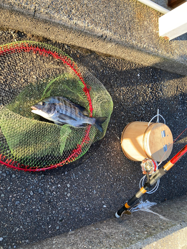 クロダイの釣果