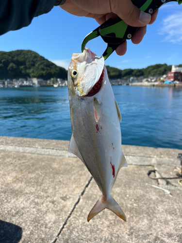 ネリゴの釣果