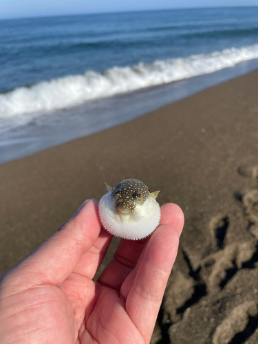 クサフグの釣果