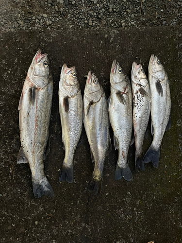 シーバスの釣果