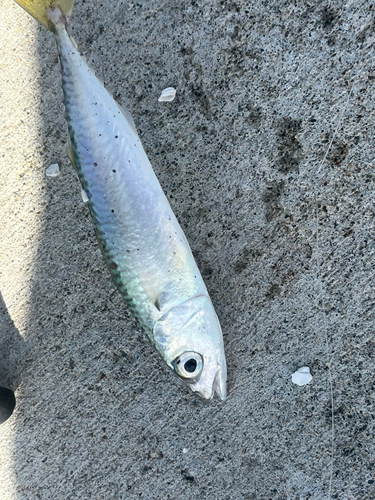 サバの釣果