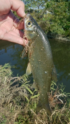 ワタカの釣果