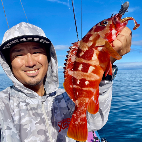 アカハタの釣果