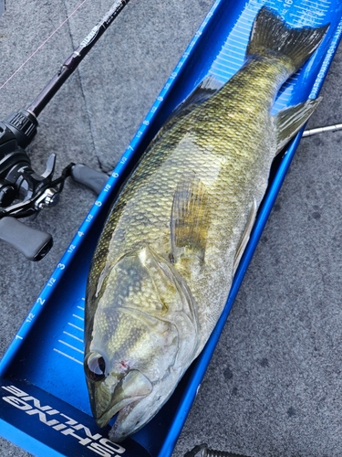 スモールマウスバスの釣果