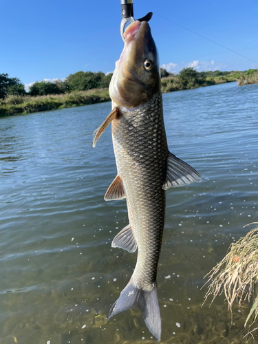 ニゴイの釣果