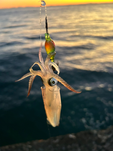 マメイカの釣果