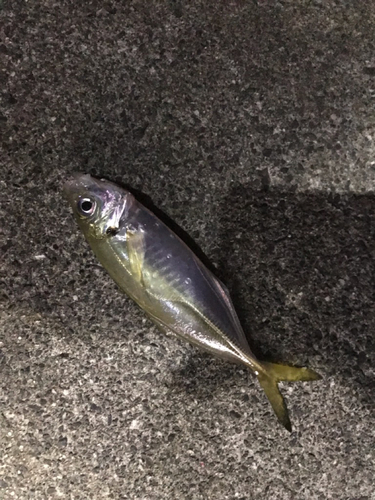 マアジの釣果